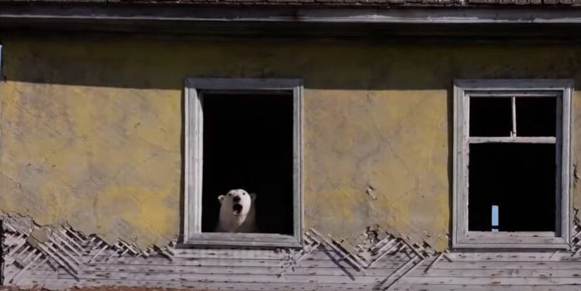 Jegesmedvék foglaltak el egy sarkkutató állomást