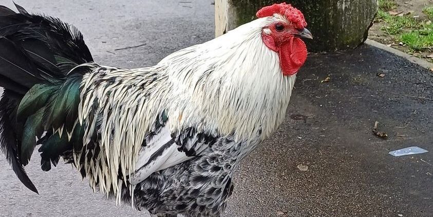 Oscar-díjért versenyezhet egy magyar kakasról szóló film